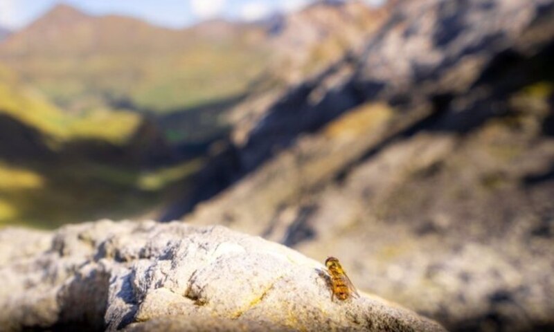 Una mosca en una roca
