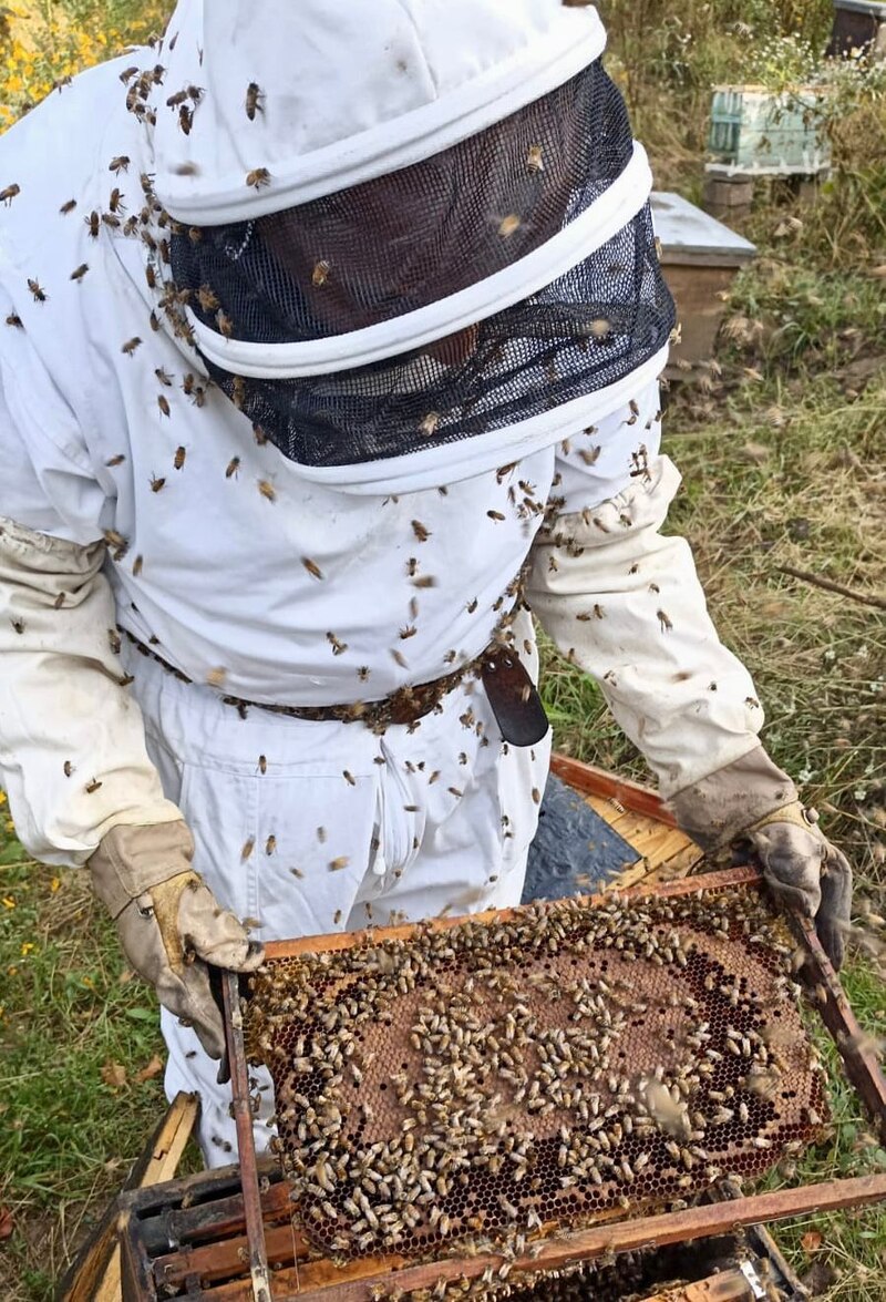 Apicultor inspecciona una colmena