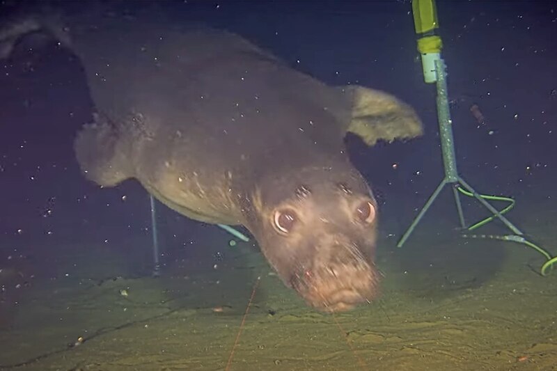 Una foca curiosa mira a la cámara