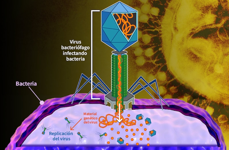 Bacteriófago infectando una bacteria