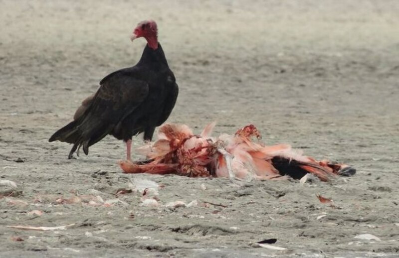Buitre negro comiendo carroña