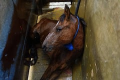 Igualdad Animal: Proponen en el Congreso Comisiones de Bienestar Animal