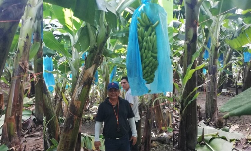 Cosecha de banano en Ecuador