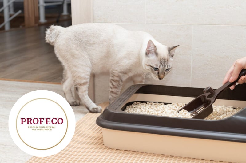 Gato haciendo popo en un arenero y el logo de la Profeco