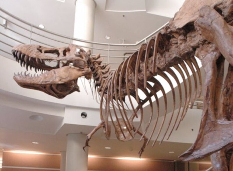 Esqueleto de un dinosaurio Tiranosaurio Rex