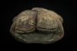 Descubren singular estatuilla de sapos que confirma culto al agua hace 3 mil 800 años en Perú  