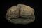 Descubren singular estatuilla de sapos que confirma culto al agua hace 3 mil 800 años en Perú  