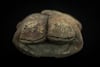 Descubren singular estatuilla de sapos que confirma culto al agua hace 3 mil 800 años en Perú  
