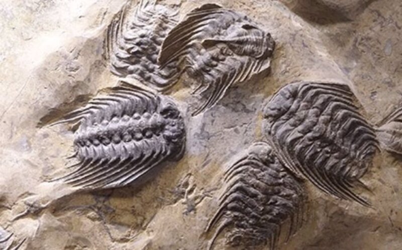 Fósiles de trilobites