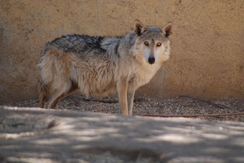 Lobo mexicano