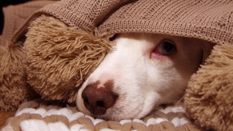 Perro con cobija encima