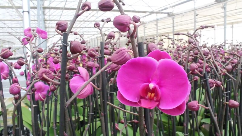 Cultivo de orquídeas en invernadero