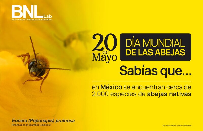 Día Mundial de las Abejas