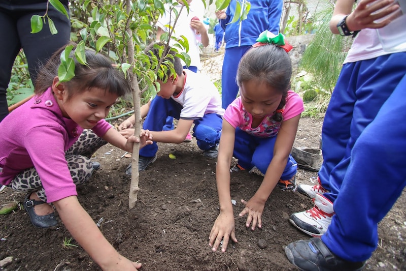 Niños plantando un árbol