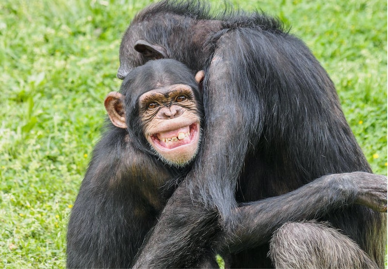 Chimpancés abrazándose