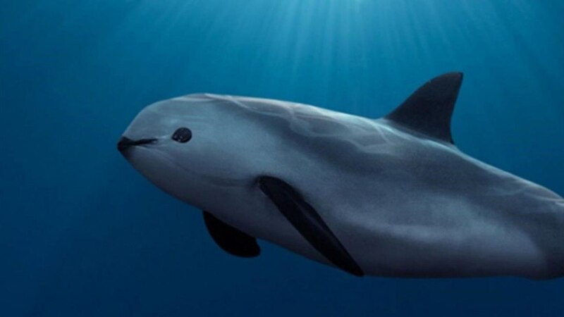 La vaquita marina, un cetáceo en peligro de extinción