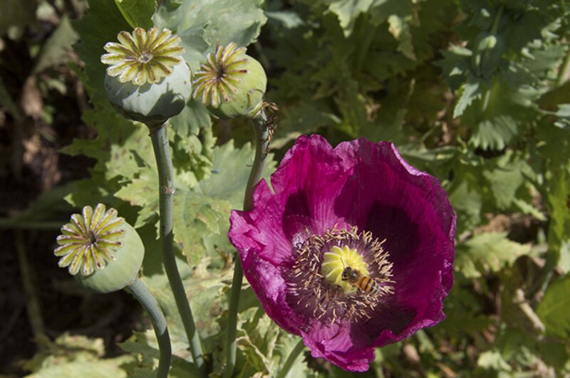 Amapola