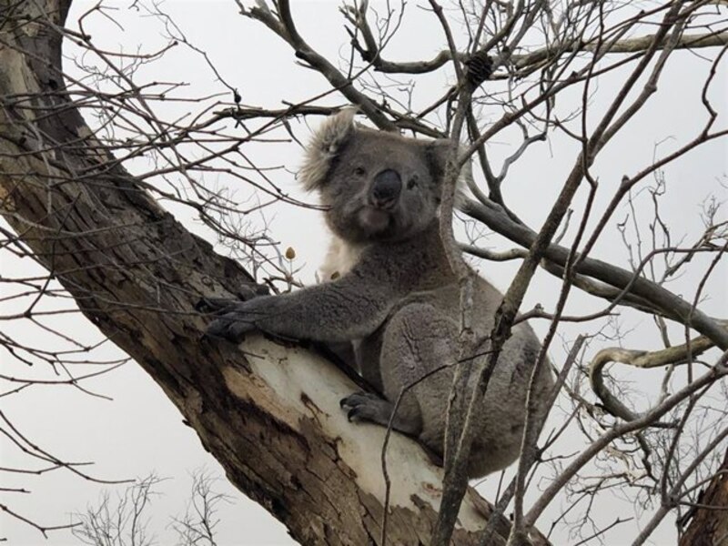 Un koala en su hábitat natural