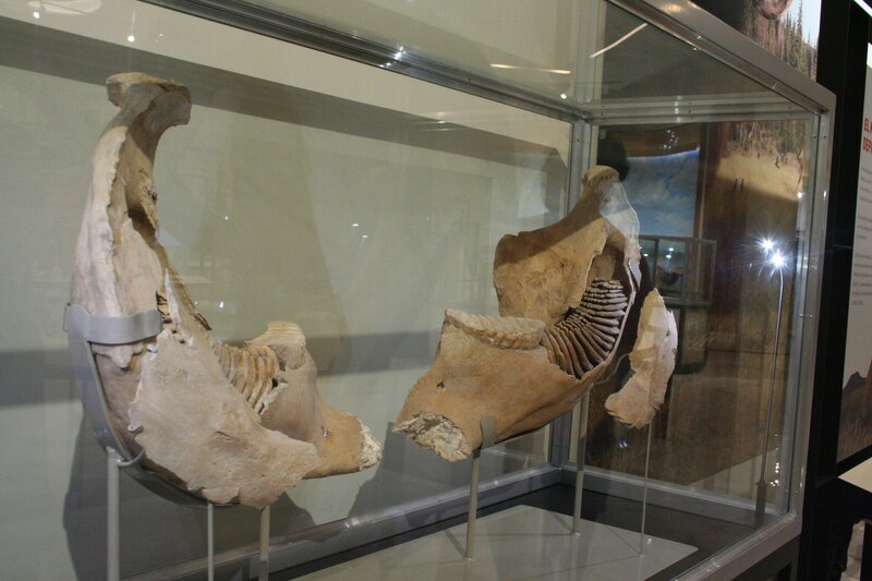 Fósil de mandíbula de mamut