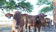 Provoca Gusano Barrenador pérdidas por 700 mdd a ganaderos: CNOG; trabajan con SADER para erradicarlo