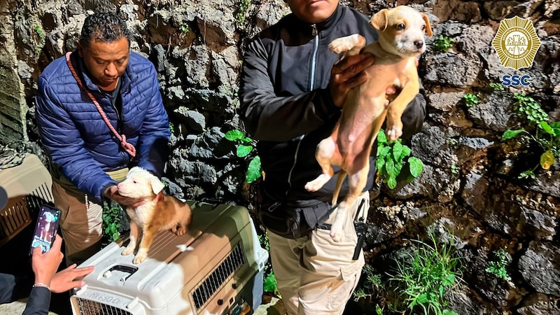 Rescate de cachorros en la Ciudad de México