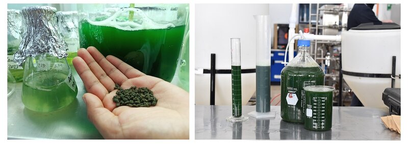 Producción de biomasa de microalgas
