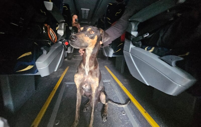 Perro sentado en el pasillo de un autobús