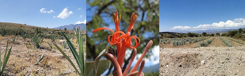 Cultivo de agave en México