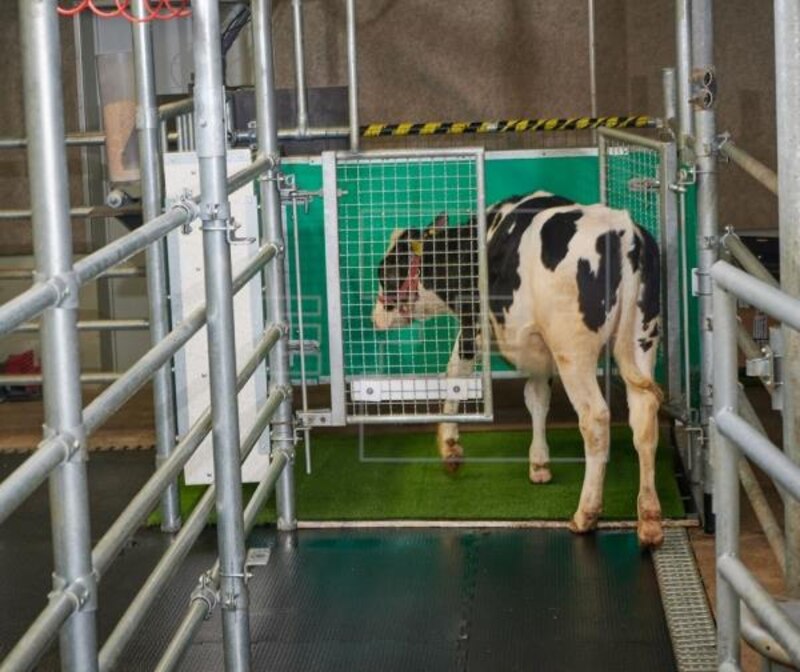 Vacas lecheras en una granja