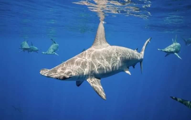 Tiburón martillo