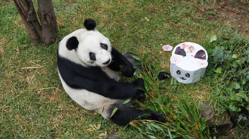 El panda gigante es una especie en peligro de extinción