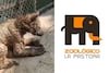 Caso de osa en grave estado de descuido en zoológico enciende las alarmas en Nuevo León 
