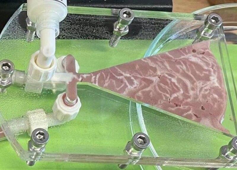 Tejido cardíaco en un biorreactor