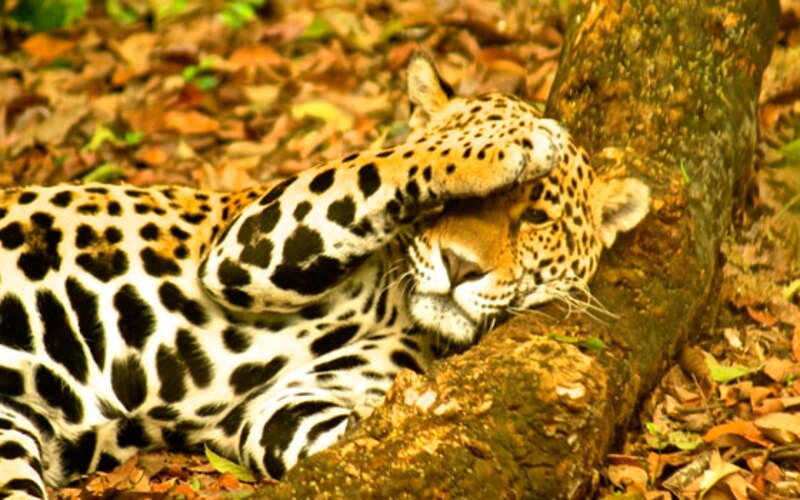 Jaguar durmiendo