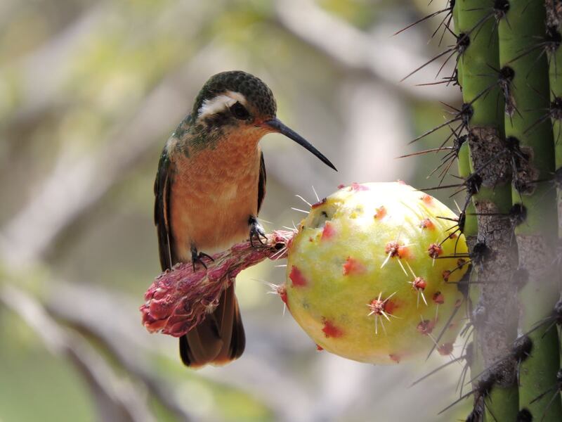 Colibrí alimentándose de una tuna