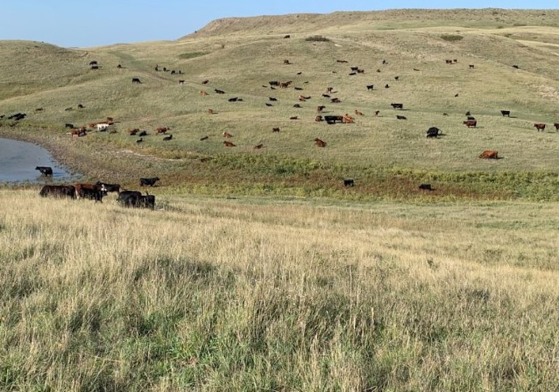 Vacas en el campo