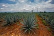 Paisaje Agavero: 20 años como patrimonio vivo de la humanidad