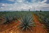 Paisaje Agavero: 20 años como patrimonio vivo de la humanidad