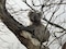 Aunque los koalas solo pasan el 1% de su tiempo en el suelo, este tiempo se relaciona con el aumento de sus muertes