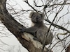 Aunque los koalas solo pasan el 1% de su tiempo en el suelo, este tiempo se relaciona con el aumento de sus muertes