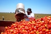 Productores de jitomate pagarán 17% de arancel a EU; consumidor estadunidense, el más afectado      