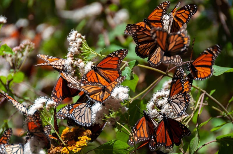 Mariposas Monarca.