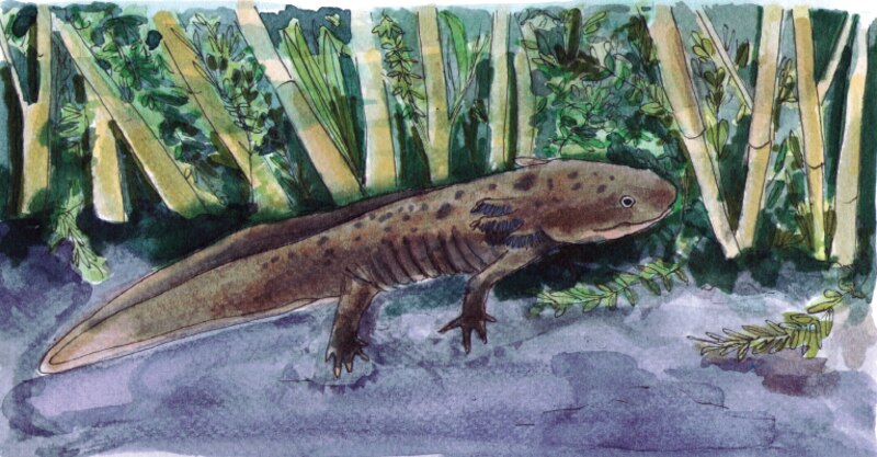Una ilustración de una salamandra en un estanque