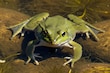 Las ranas y la medicina 