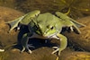Las ranas y la medicina 