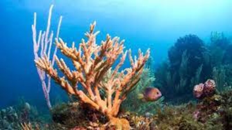 Arrecife de coral