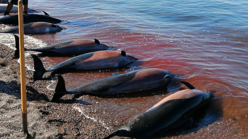 Varamiento de delfines en la costa de España