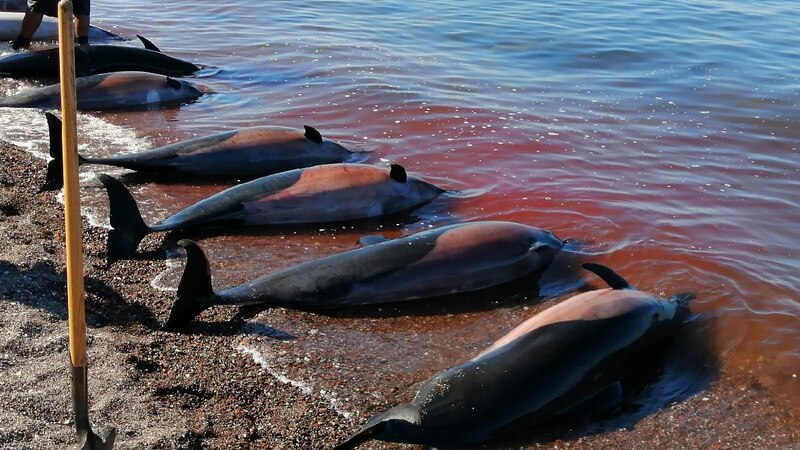 Varamiento de delfines en la costa de España