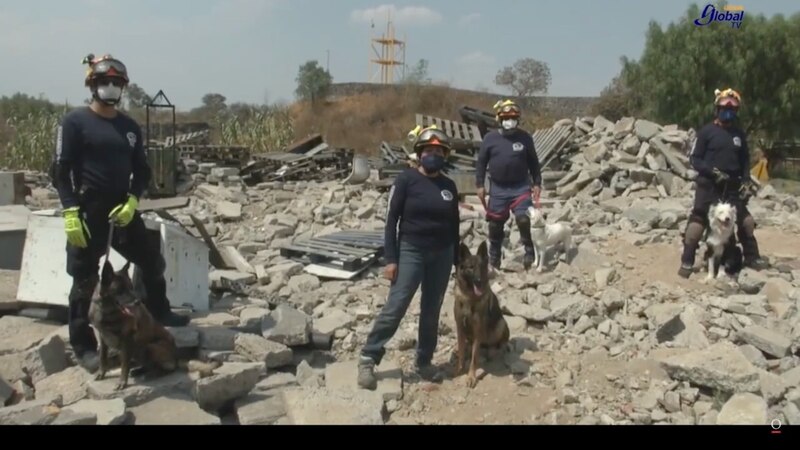 Perros rescatistas ayudan en las labores de búsqueda y rescate tras un terremoto.