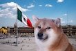 Exposición del perrito Cheems en la CDMX: ¡de los memes al museo!